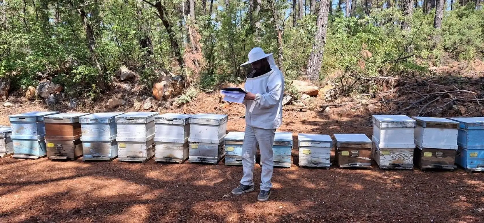 Menteşe'de 2025 arılı kovan destekleme tespitleri başladı
