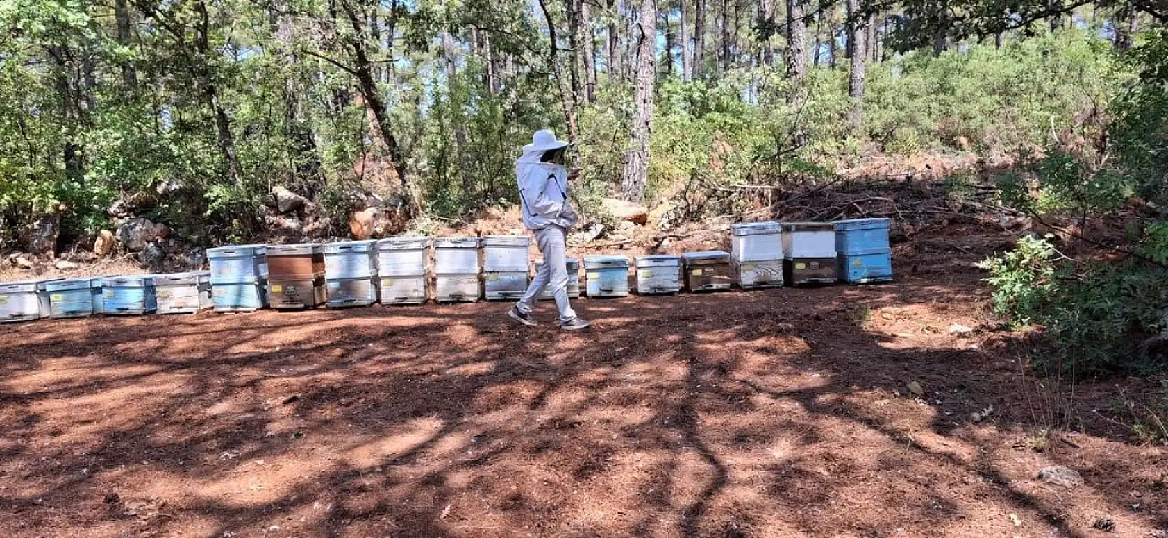 Menteşe'de 2025 arılı kovan destekleme tespitleri başladı