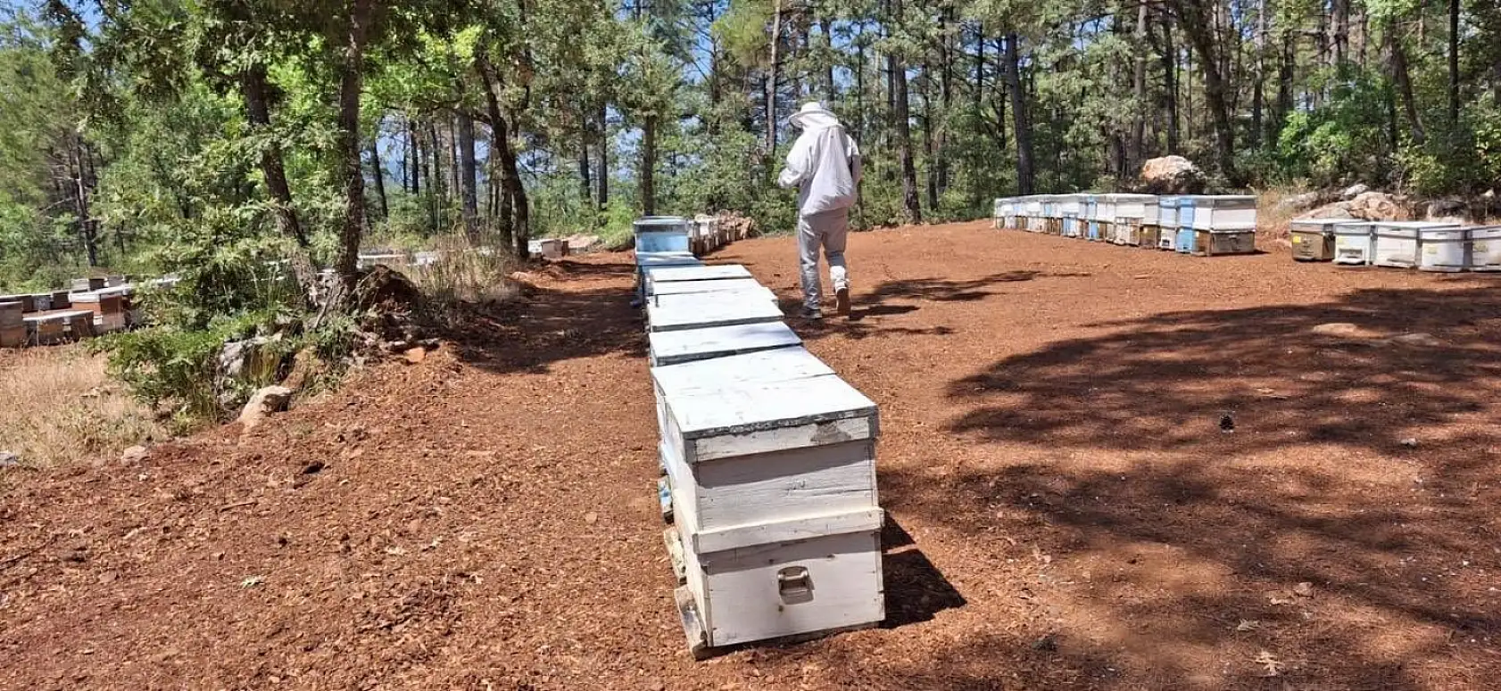 Menteşe'de 2025 arılı kovan destekleme tespitleri başladı
