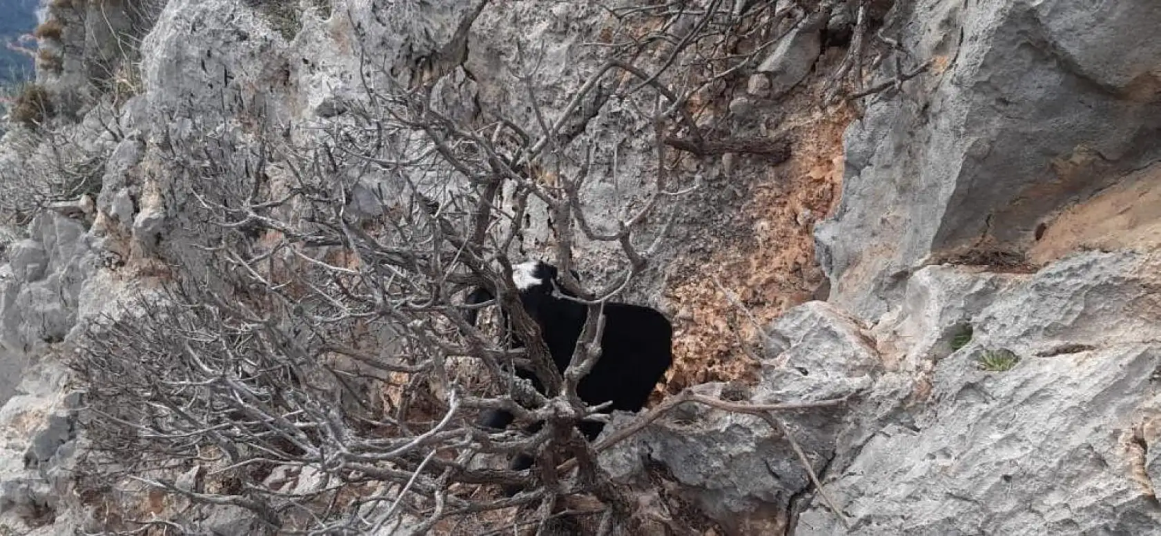 AKUT Fethiye ekibi, mahsur kalan keçileri kurtardı