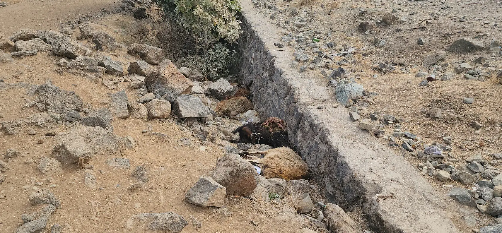 Küçükbaş hayvan sürüsünün arasında otomobil daldı: 17 hayvan telef oldu