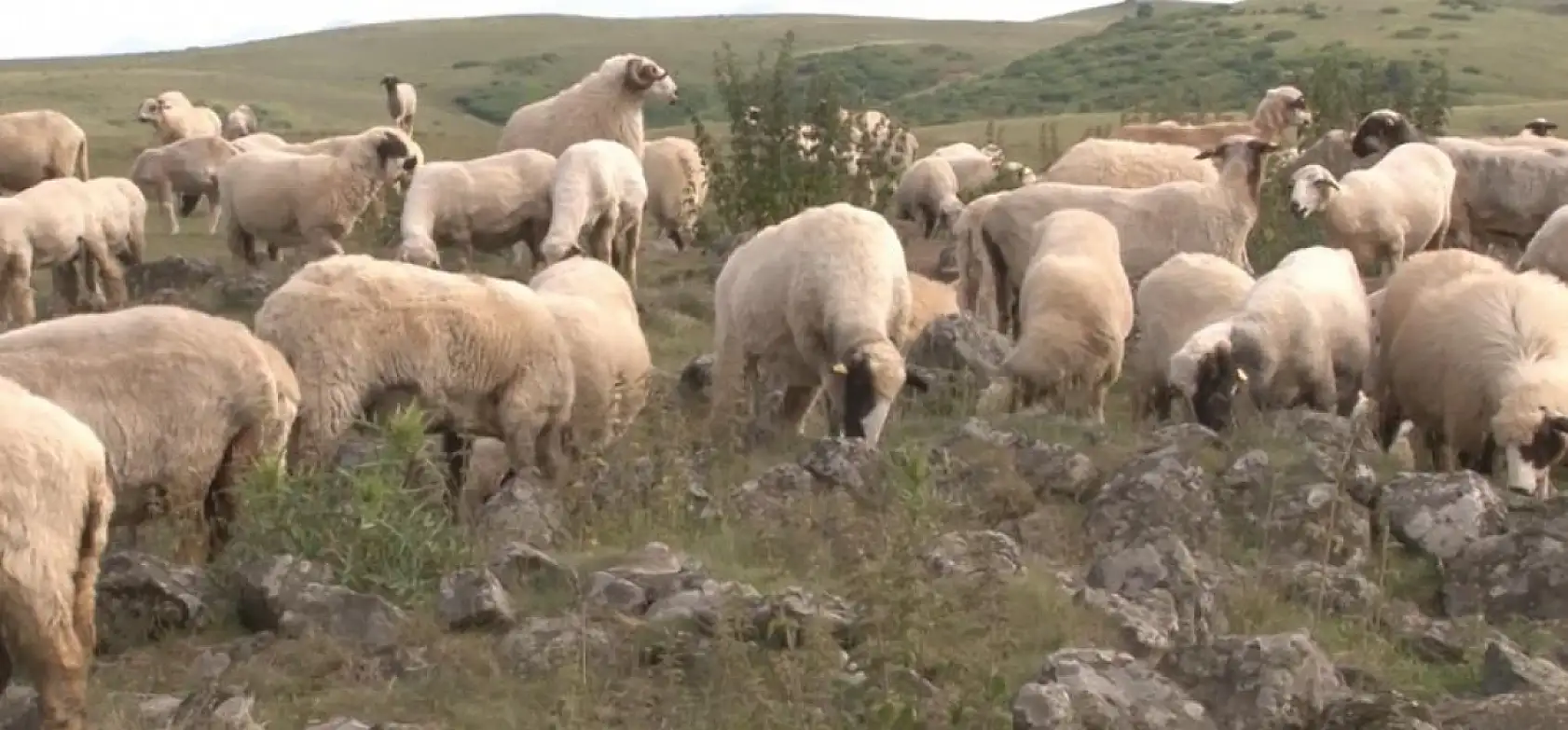 Tuz taşı olarak keçilere yalatılan kayaların, Türk beyliklerinin savaş alanındaki mezar taşları olduğu anlaşıldı