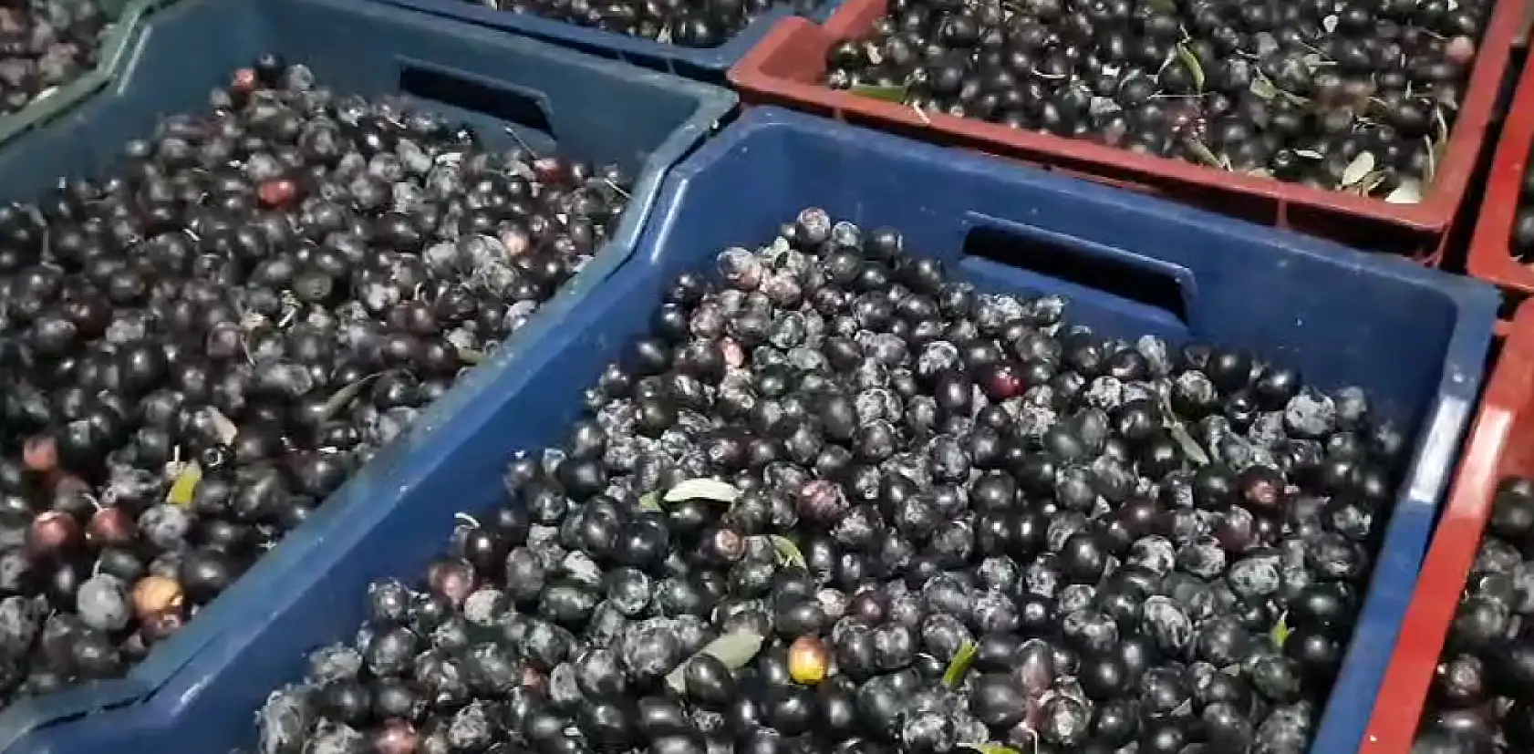 Seydikemer'de 'Siyah Zeytin' hasadı devam ediyor