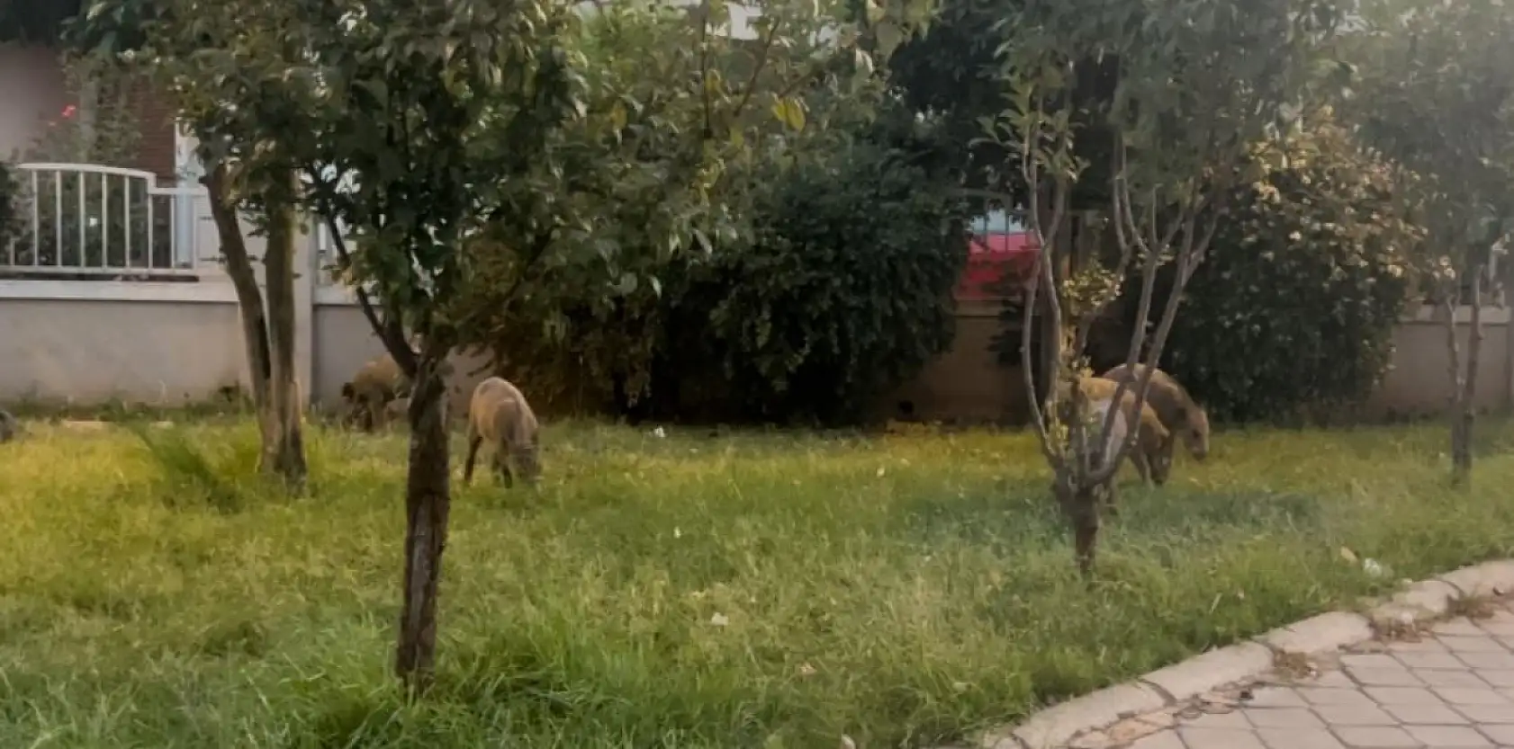 Marmaris'te yaban domuzlarının yeni adresi mezarlıklar