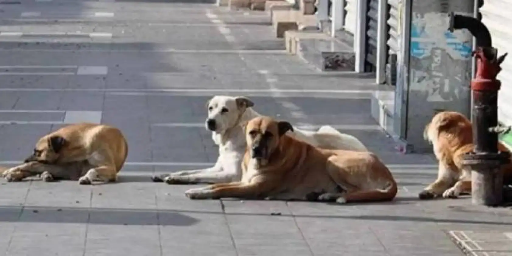 Muğla'da sahipsiz hayvanlara yönelik önemli adımlar atıldı