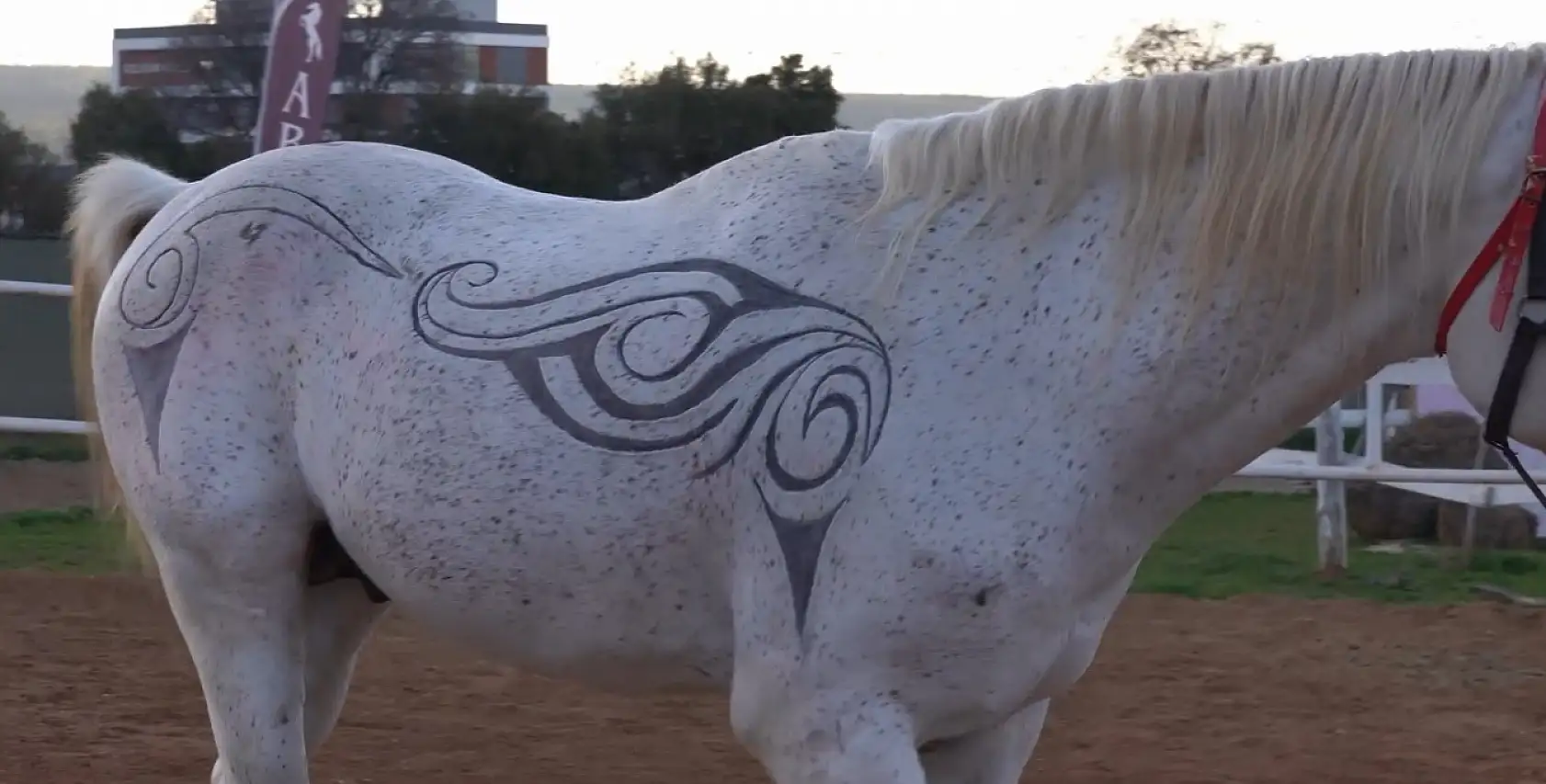 Atın tüylerinden sanat eseri oluşturdu