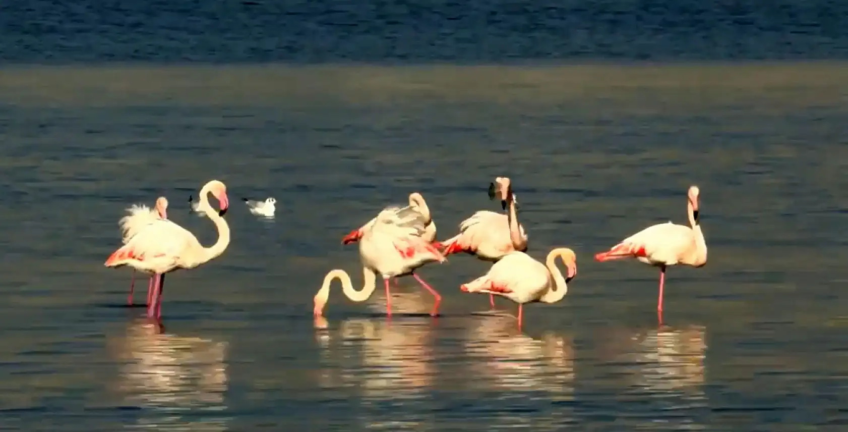 Temizlik sonrası doğa canlandı, flamingolar ve pelikanlar geri döndü