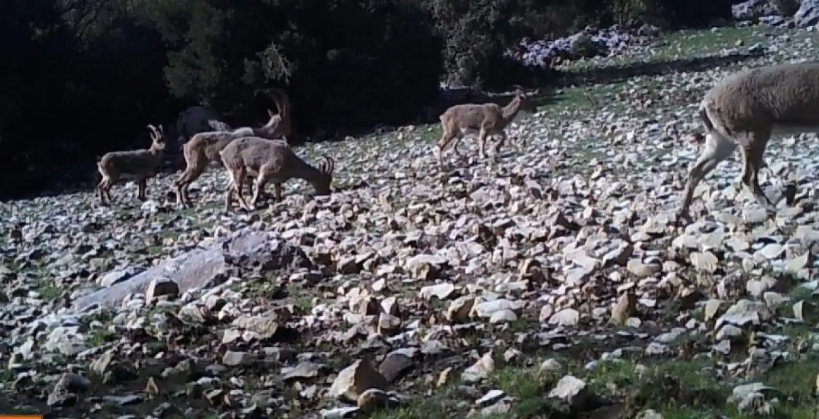Isparta'da yaban keçileri fotokapana yansıdı