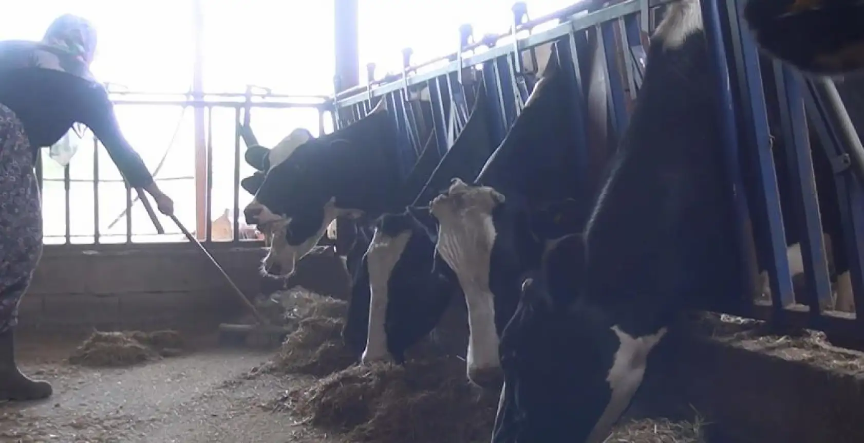 Kadın yetiştirici aldığı tarım destekleriyle aile işletmesini büyüttü