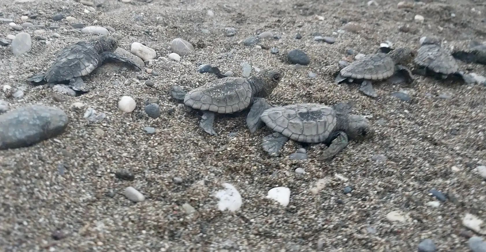 Muğla'da otel görevlilerinin kumsalda bulduğu caretta caretta yavruları denize ulaştırıldı