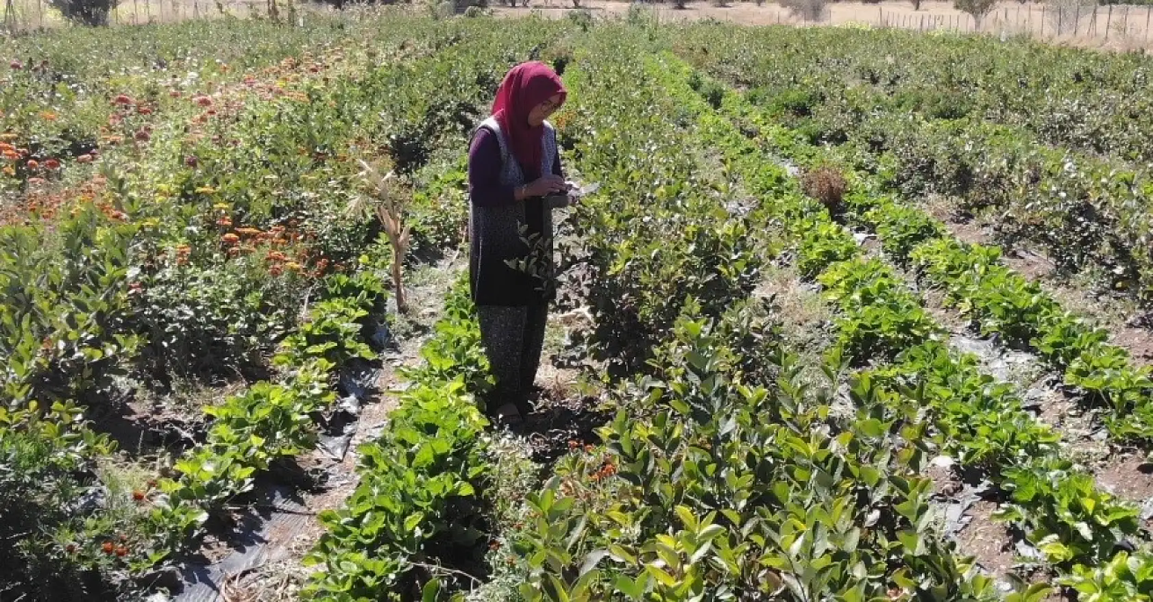 Kalbine Şifa Buldu, 1200 Fidan Aronya Bahçesi Kurdu