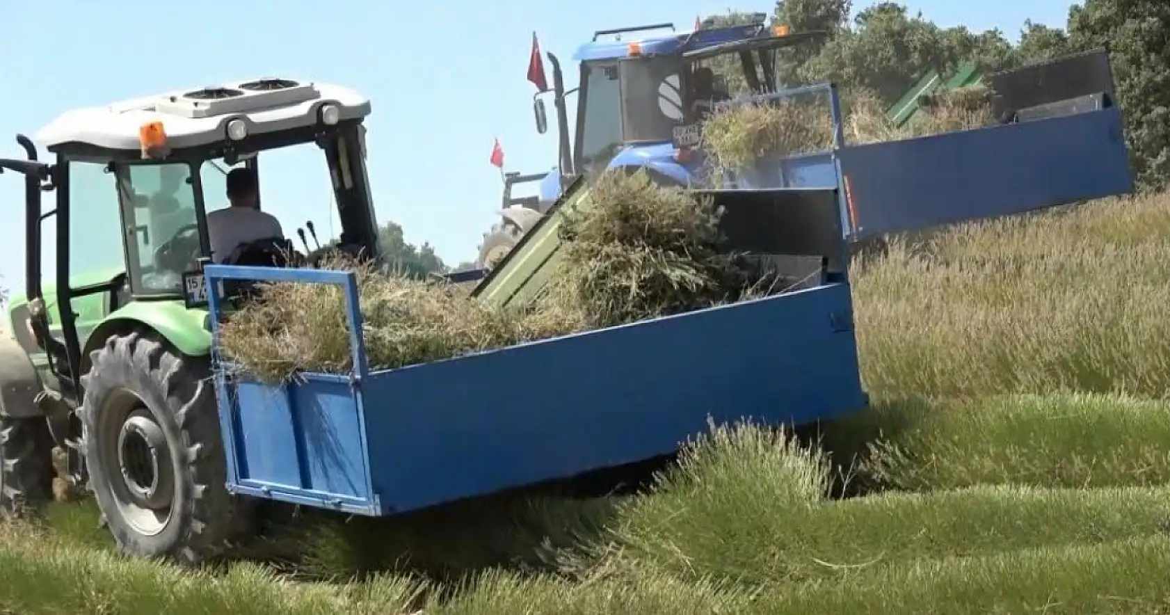 Yağmur suyuyla yetişiyor, yurt dışına ihracat ediliyor