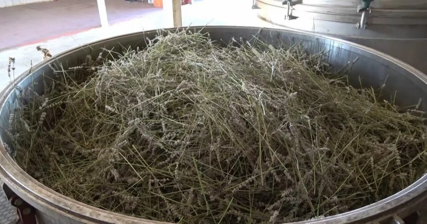 Yağmur suyuyla yetişiyor, yurt dışına ihracat ediliyor