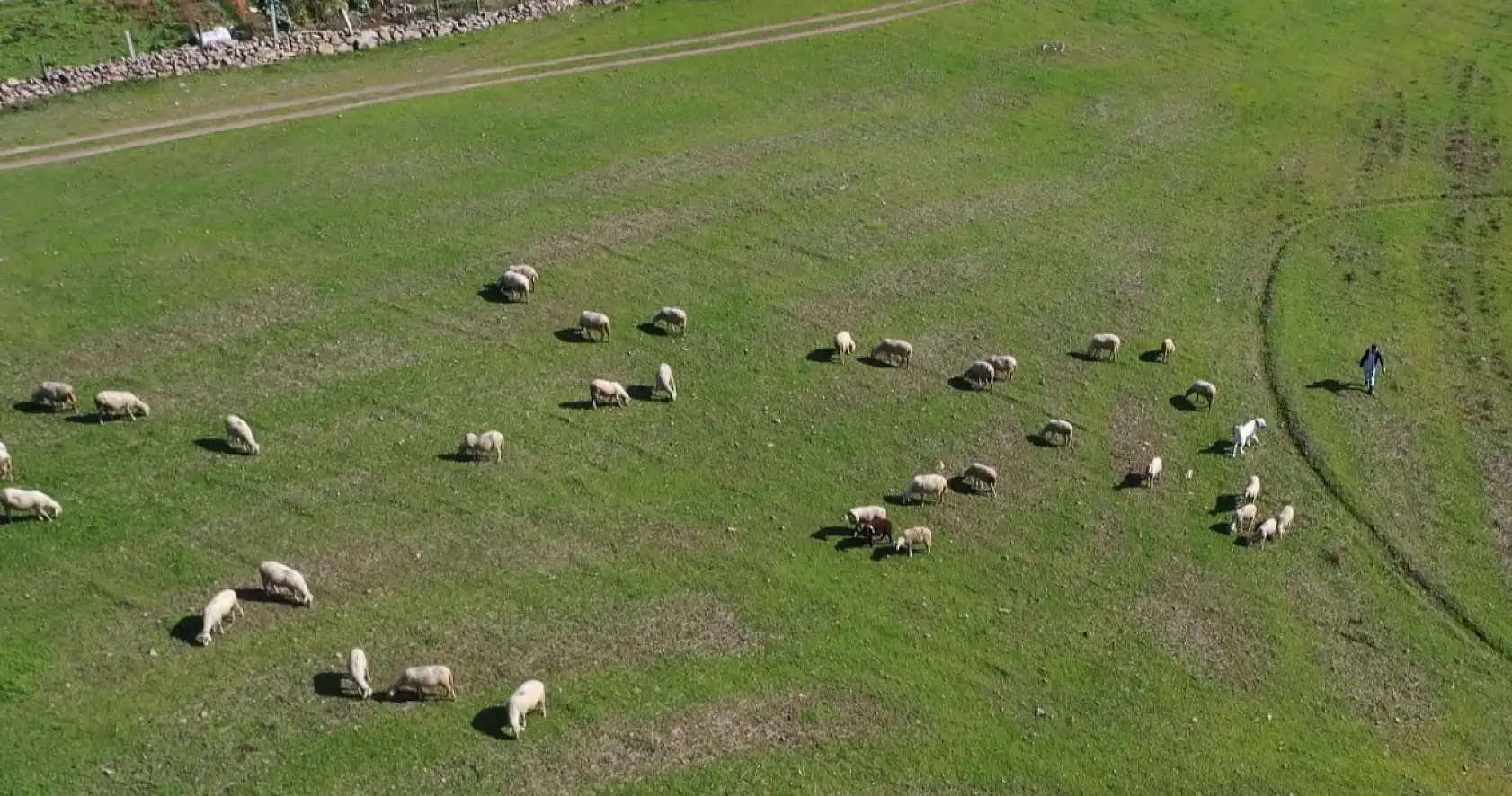 Üniversiteyi okudu, baba ocağına dönüp sürü sahibi oldu
