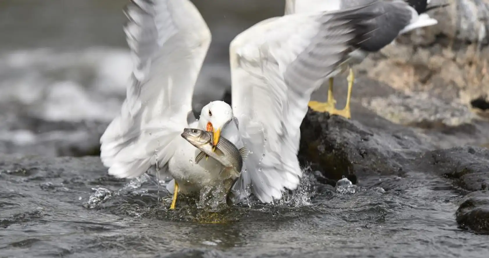 İnci Kefalinin Zorlu Yolculuğu Martılarla Mücadeleye Sahne Oluyor