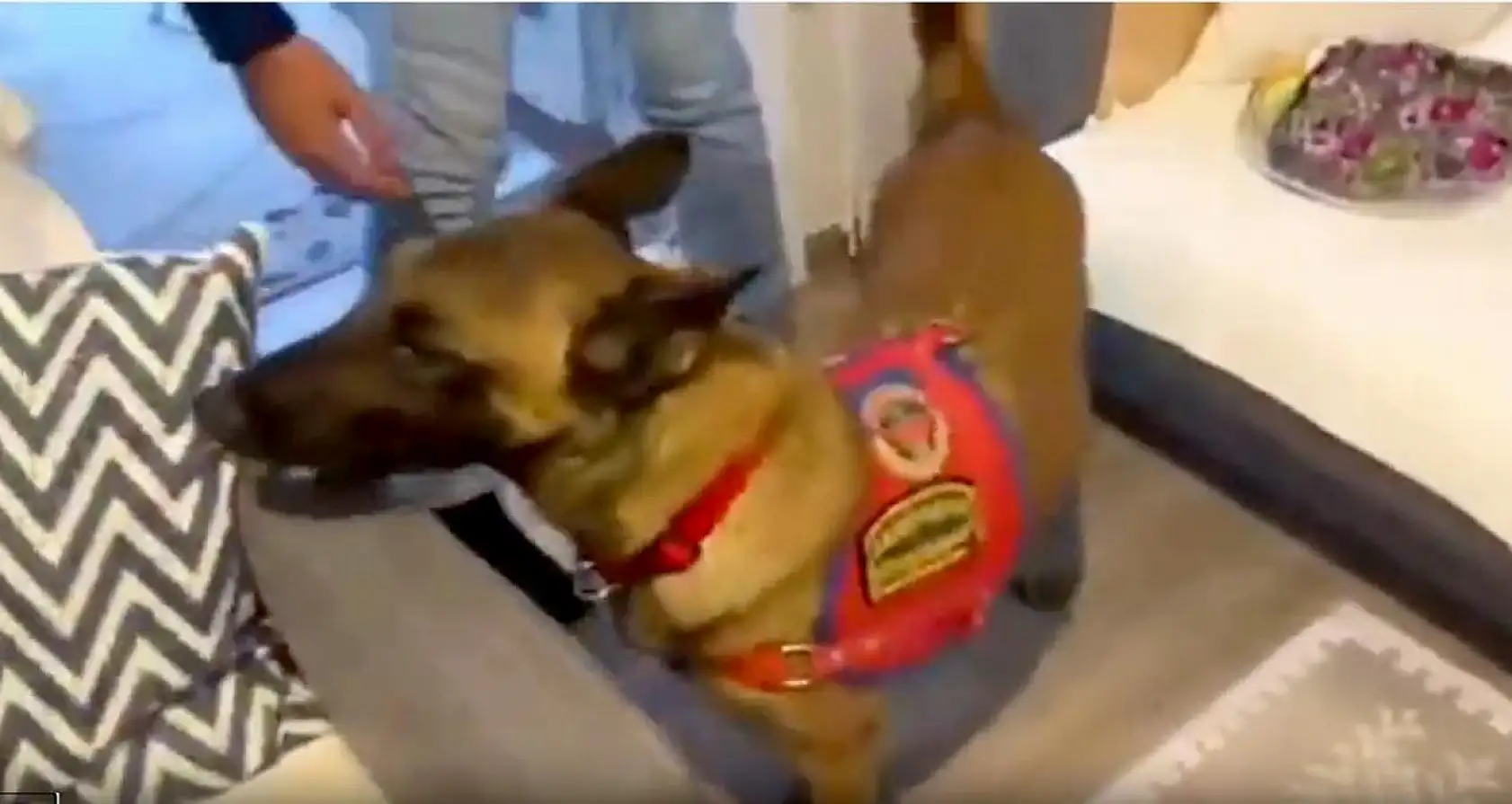 'Örgüt elebaşı da dahil 10 şüpheli tutuklandı'