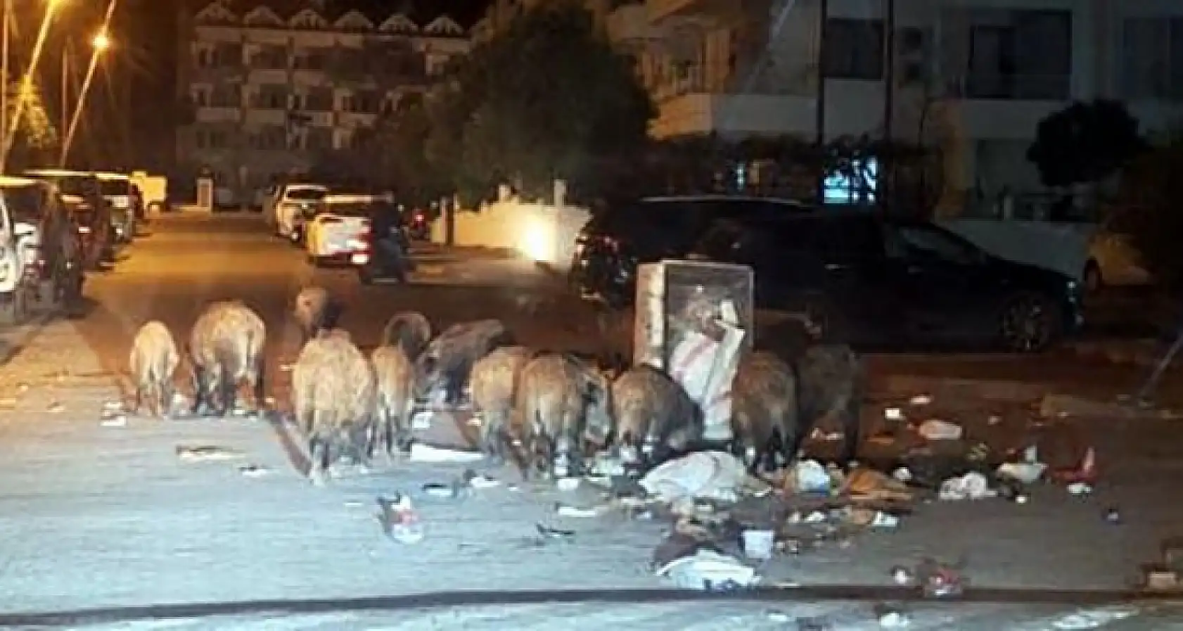 Marmaris'i domuzlar istila etti