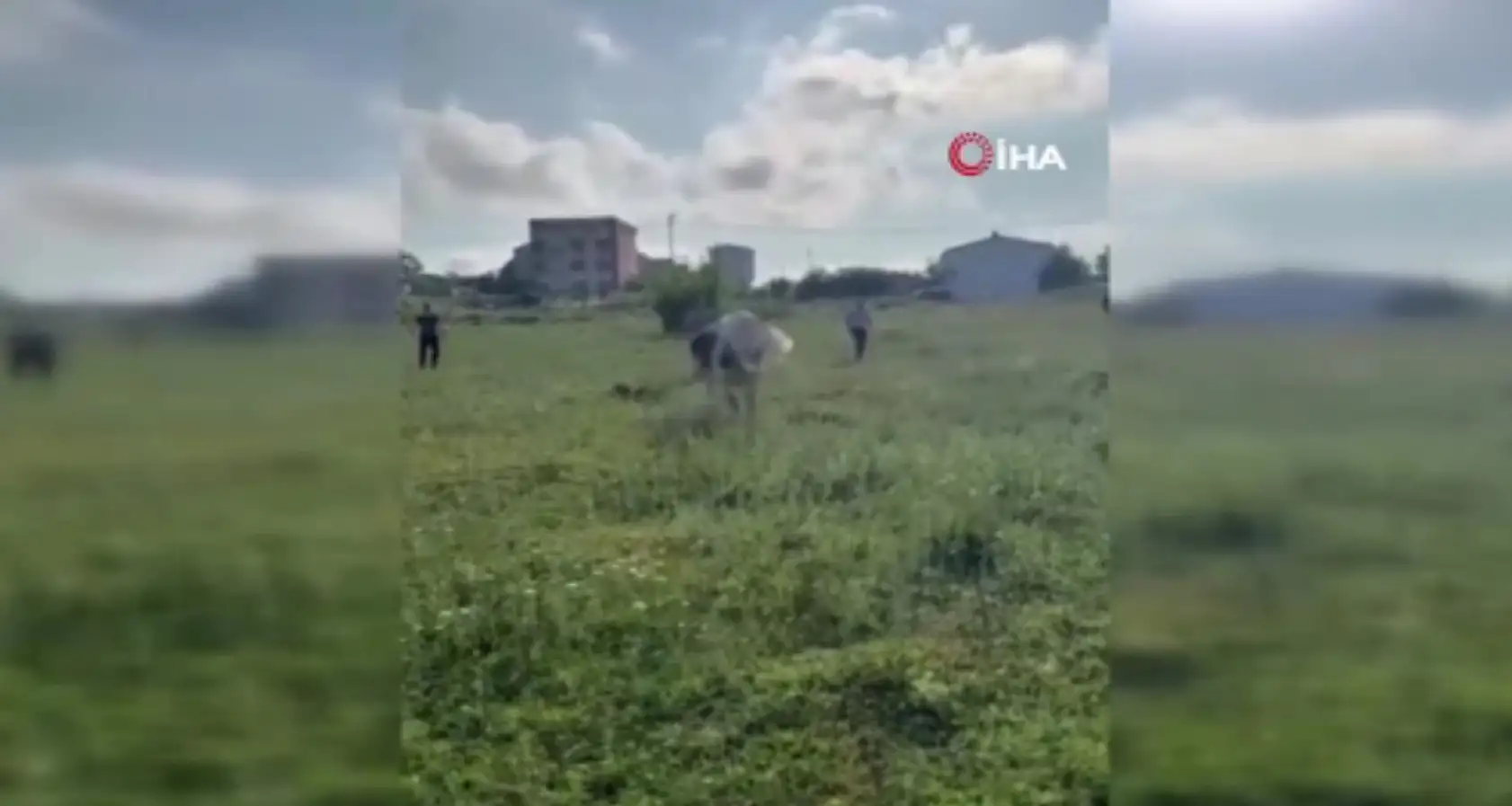 Kurbanlığı kaçırdılar, boş arazide peşinde koştular