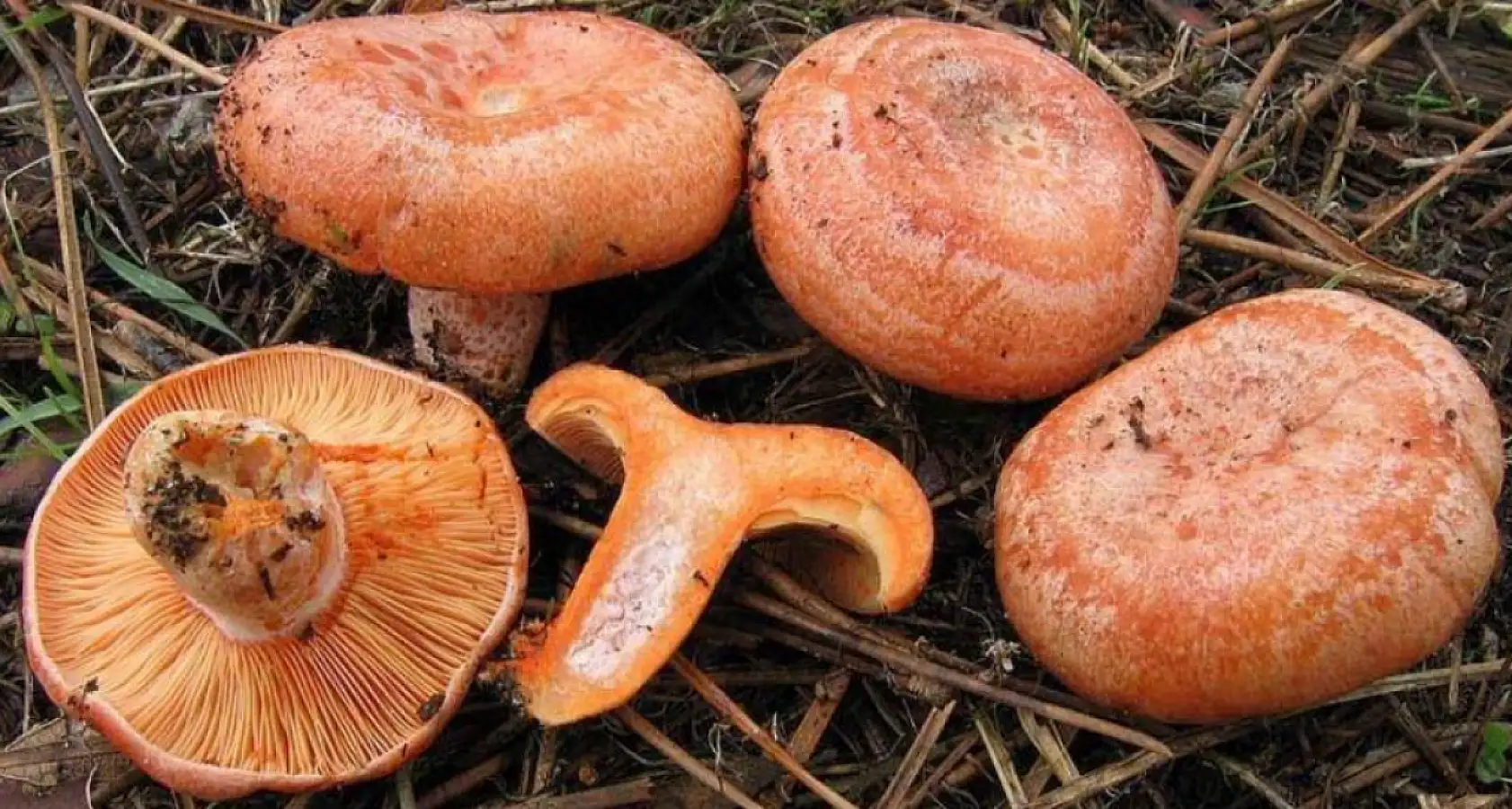 Çıntar Nedir, Nerede yetişir, toplarken nelere dikkat edilir?