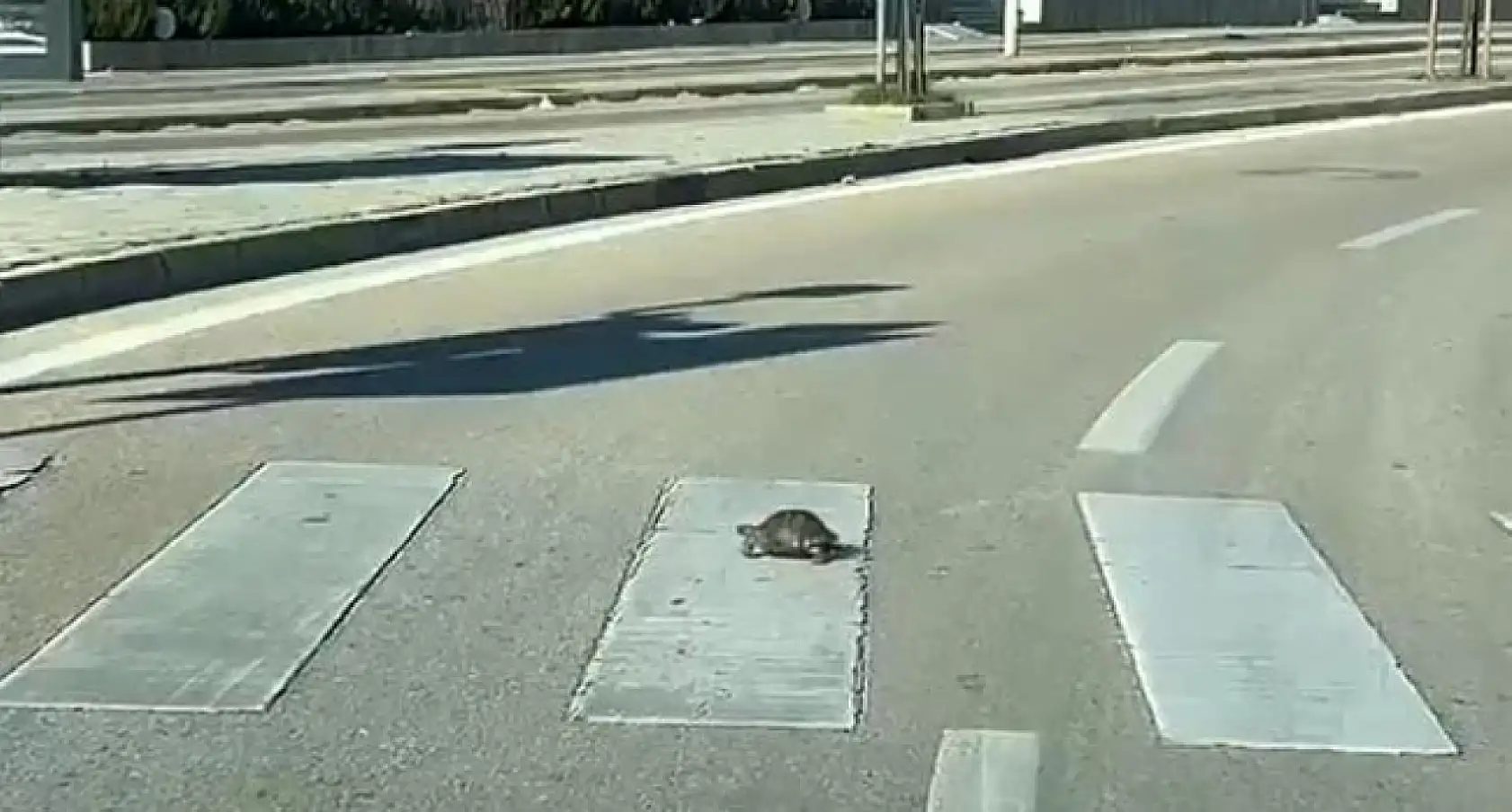 Kaplumbağa yaya geçidinden geçti, kurallara uymasıyla vatandaşlara örnek oldu