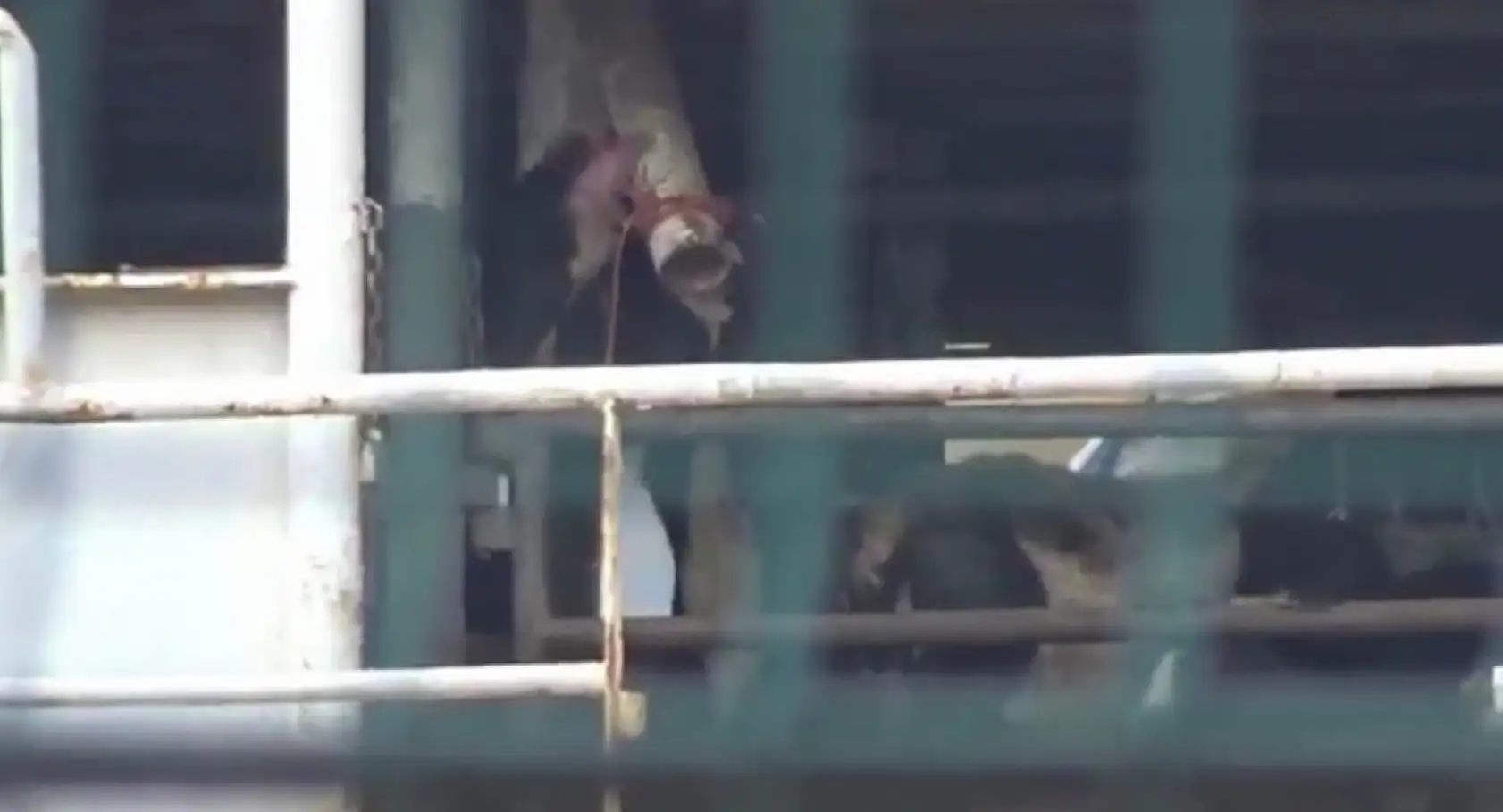 Susuzluktan boru yalayan inekler