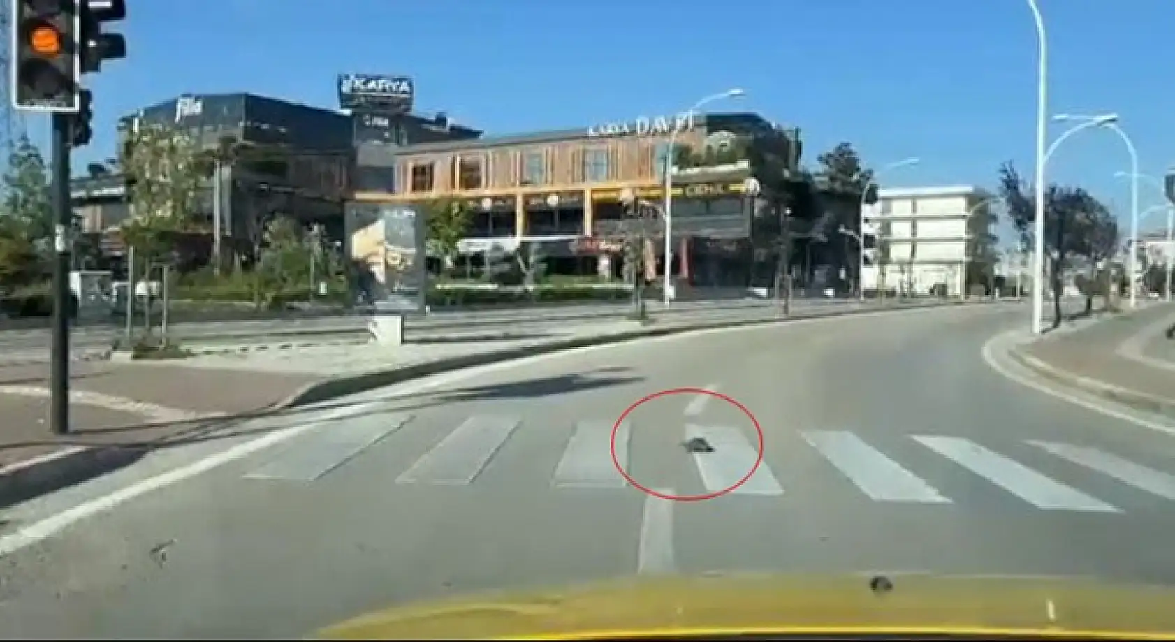 Kaplumbağa yaya geçidinden geçti, kurallara uymasıyla vatandaşlara örnek oldu