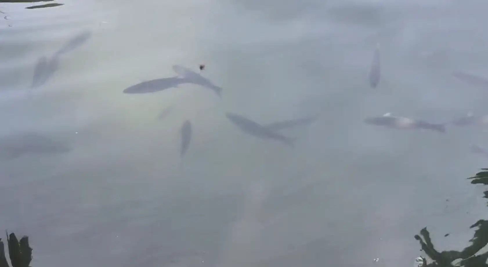 Fethiye Yarımada'da Kefal ve Çipura Neden Kıyıya Yakın Yüzüyor?