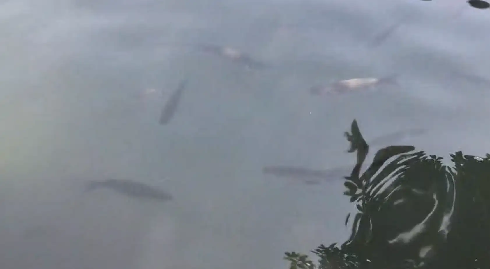 Fethiye Yarımada'da Kefal ve Çipura Neden Kıyıya Yakın Yüzüyor?