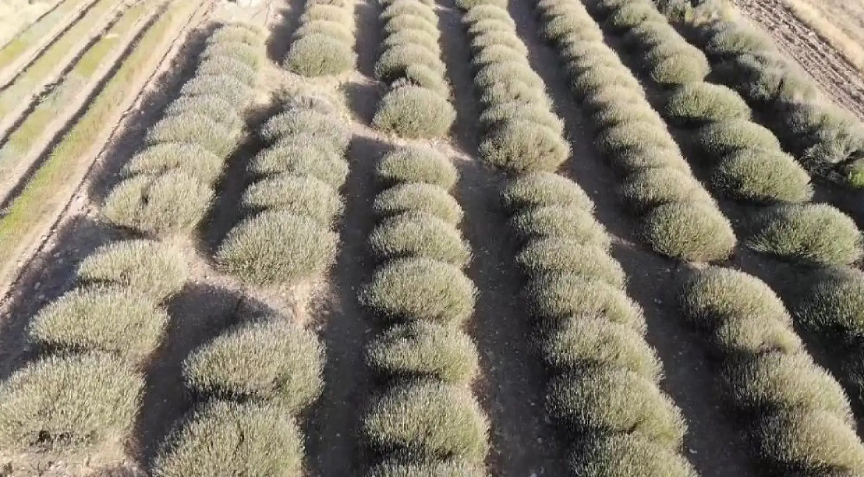 Yağmur suyuyla yetişiyor, yurt dışına ihracat ediliyor