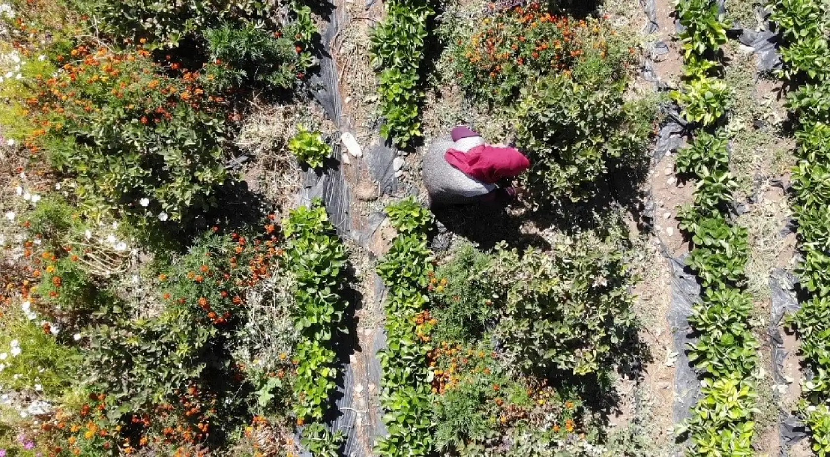 Kalbine Şifa Buldu, 1200 Fidan Aronya Bahçesi Kurdu