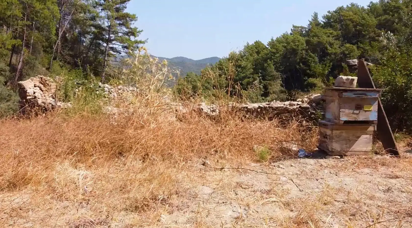 Muğla'da kovan barınakları tekrar ayağa kaldırılıyor