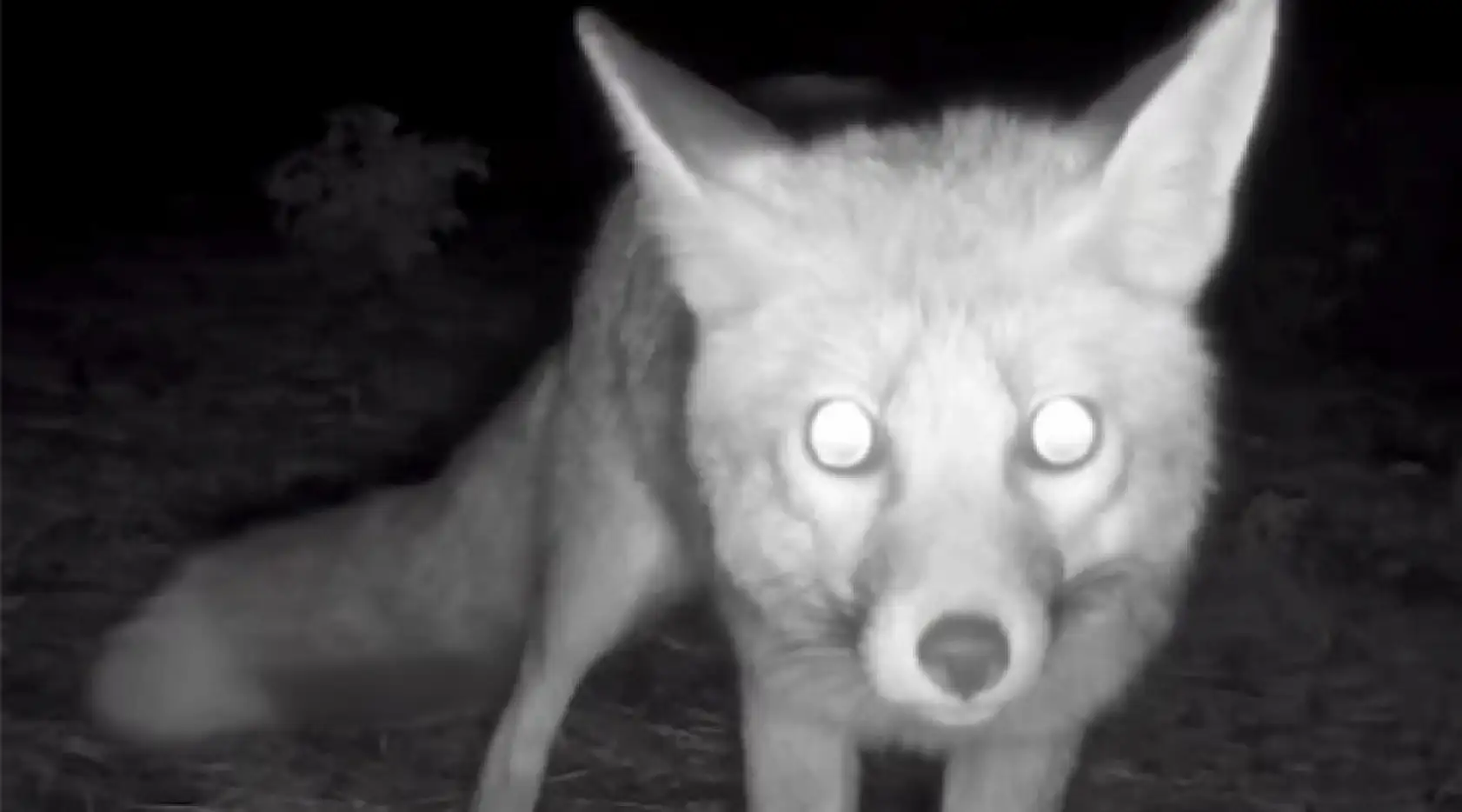 Muğla'da yaban hayatı fotokapana yansıdı