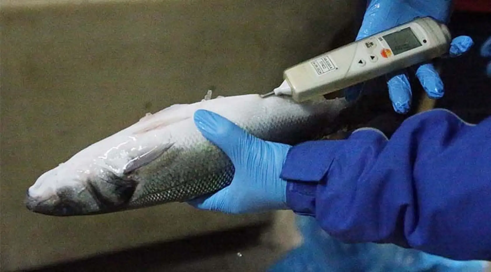 Su ürünleri üretim lideri Muğla'dan 9 ayda 472 milyon dolarlık ihracat