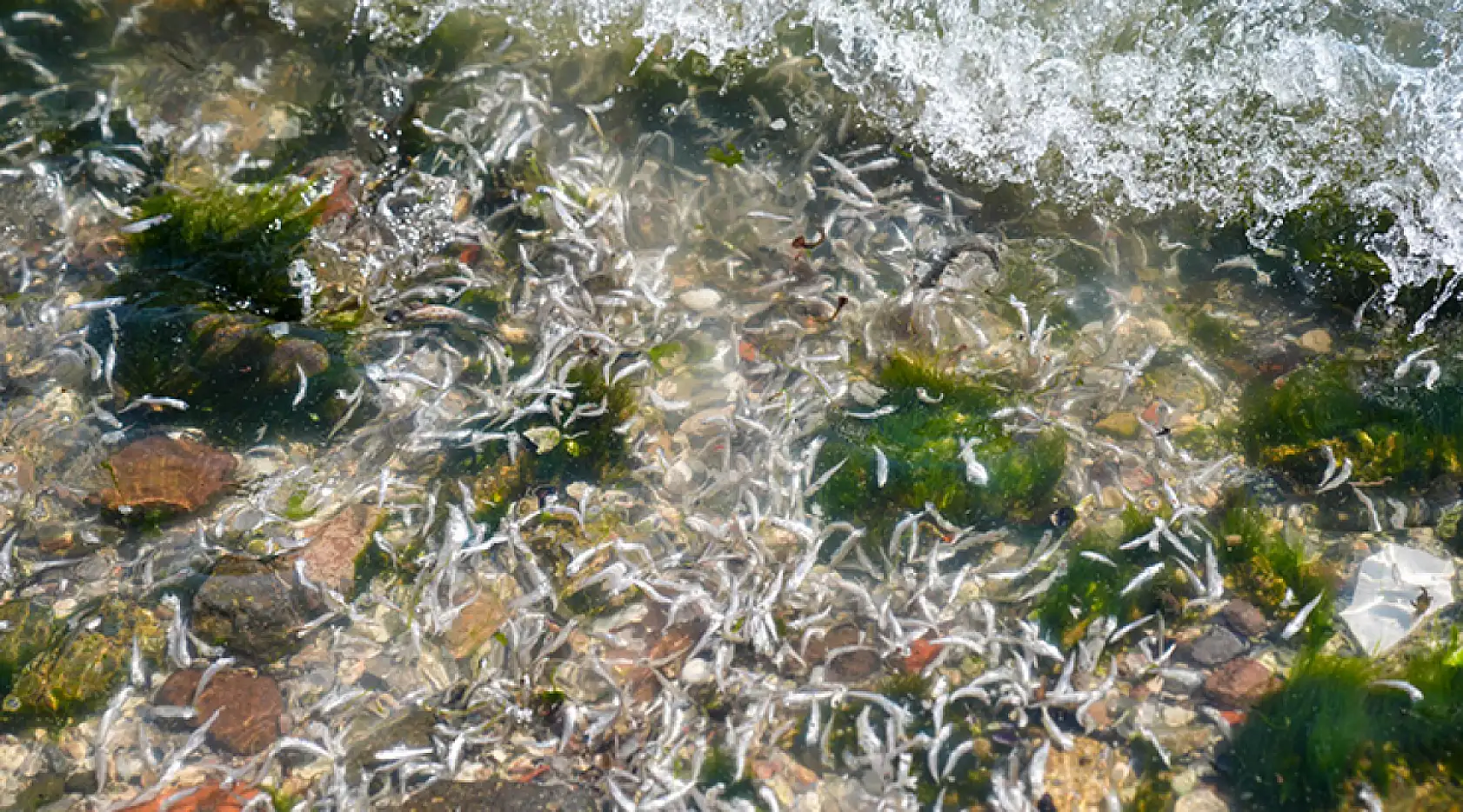 İzmir Körfezi'ndeki Balık Ölümleriyle İlgili İnceleme Başlatıldı