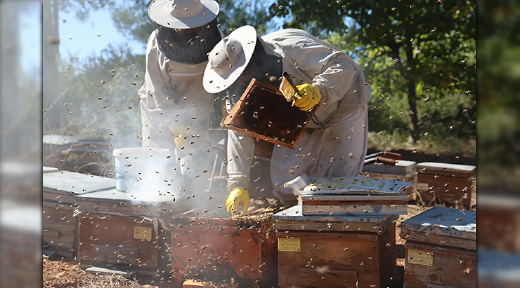 Arılı kovan desteklemelerinde son gün