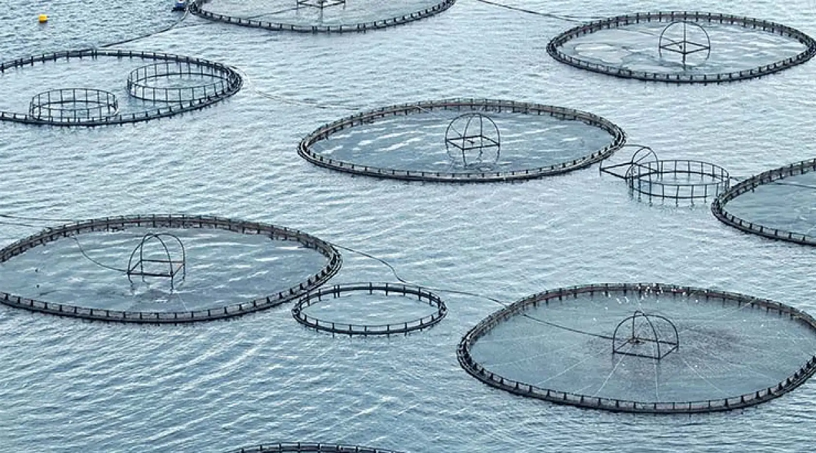 Muğla'dan geçen yıl 625,6 milyon dolarlık su ürünleri ihracatı yapıldı