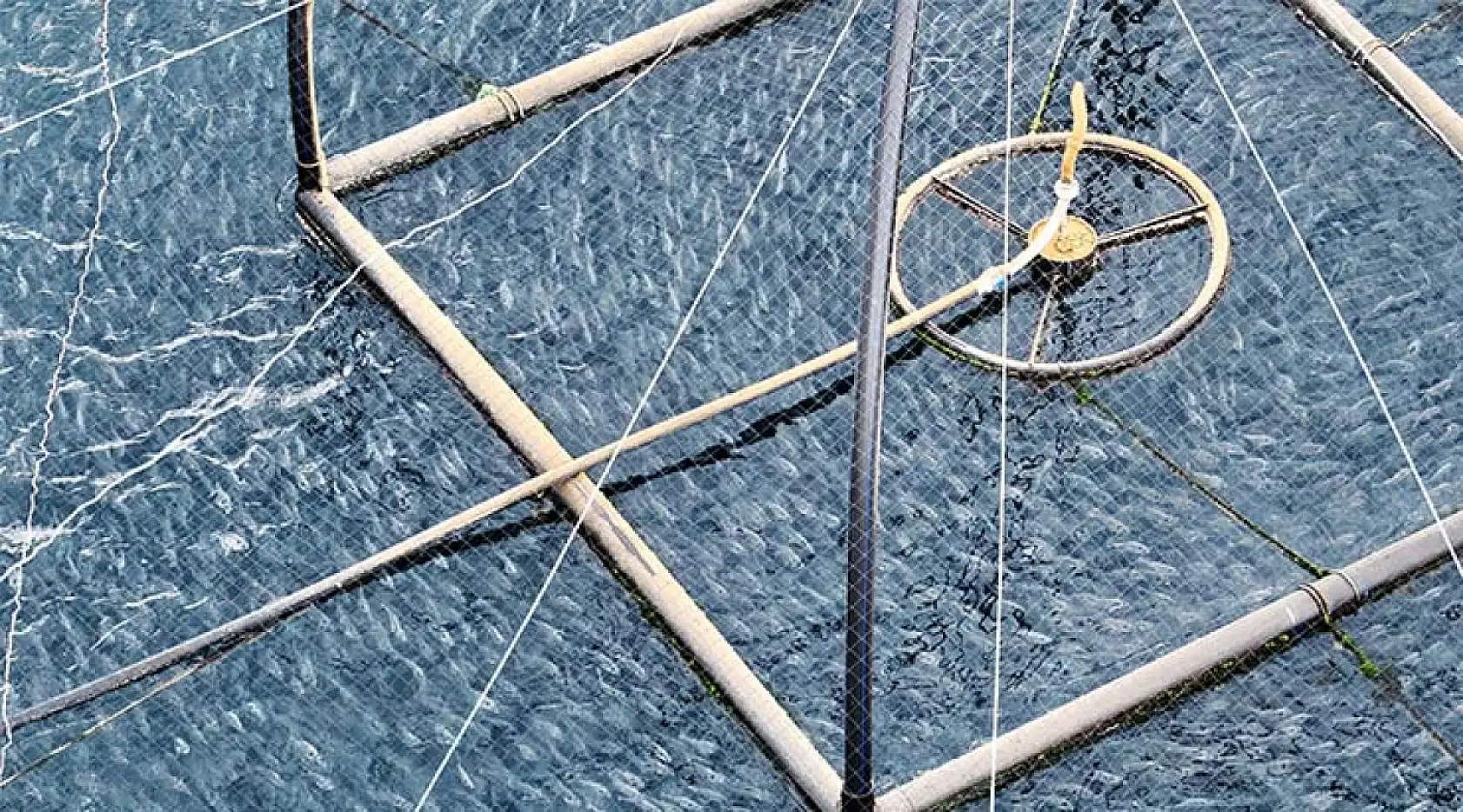 Muğla'dan geçen yıl 625,6 milyon dolarlık su ürünleri ihracatı yapıldı