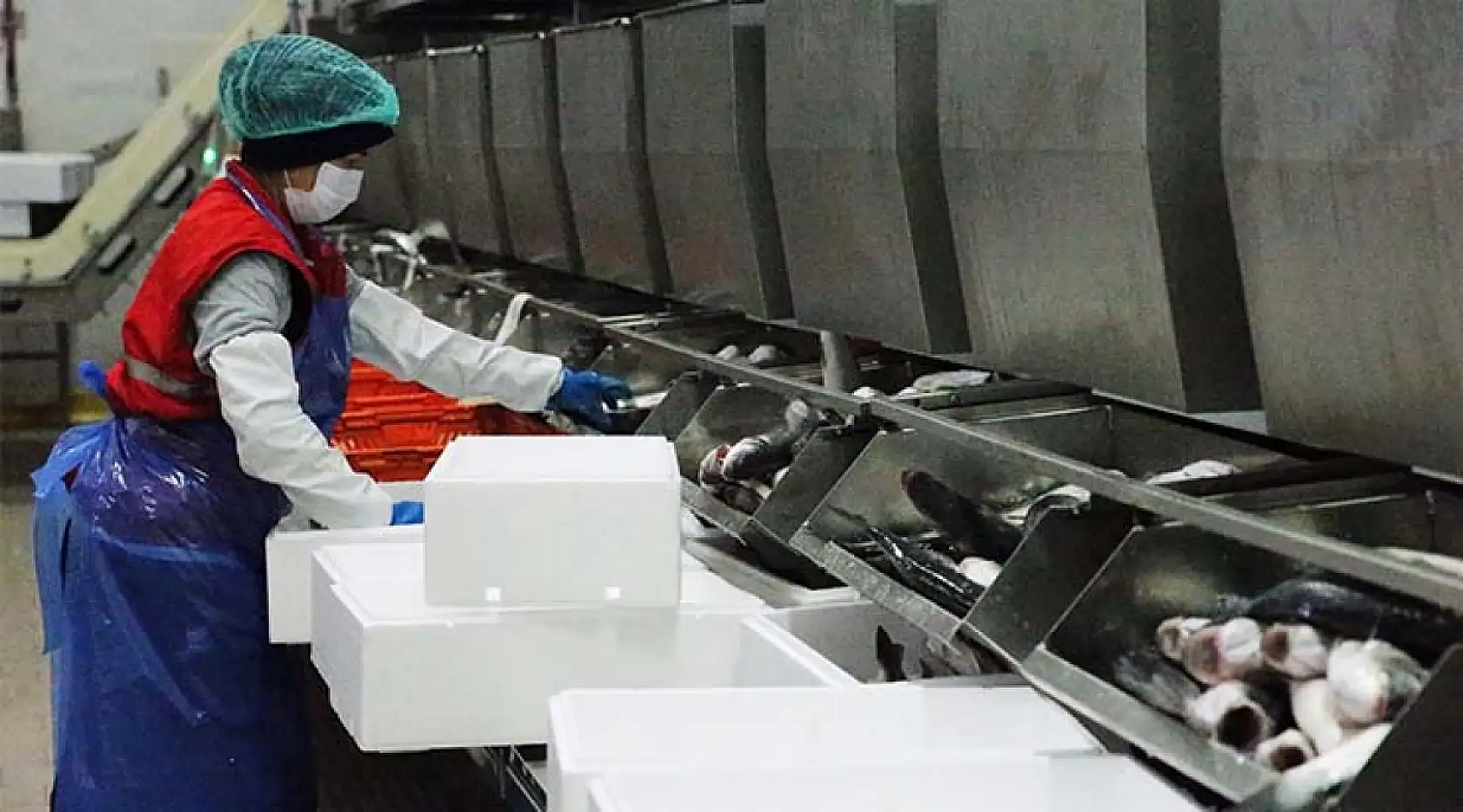 Su ürünleri üretim lideri Muğla'dan 9 ayda 472 milyon dolarlık ihracat