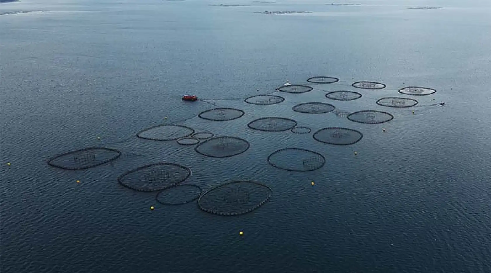 Muğla'dan geçen yıl 625,6 milyon dolarlık su ürünleri ihracatı yapıldı