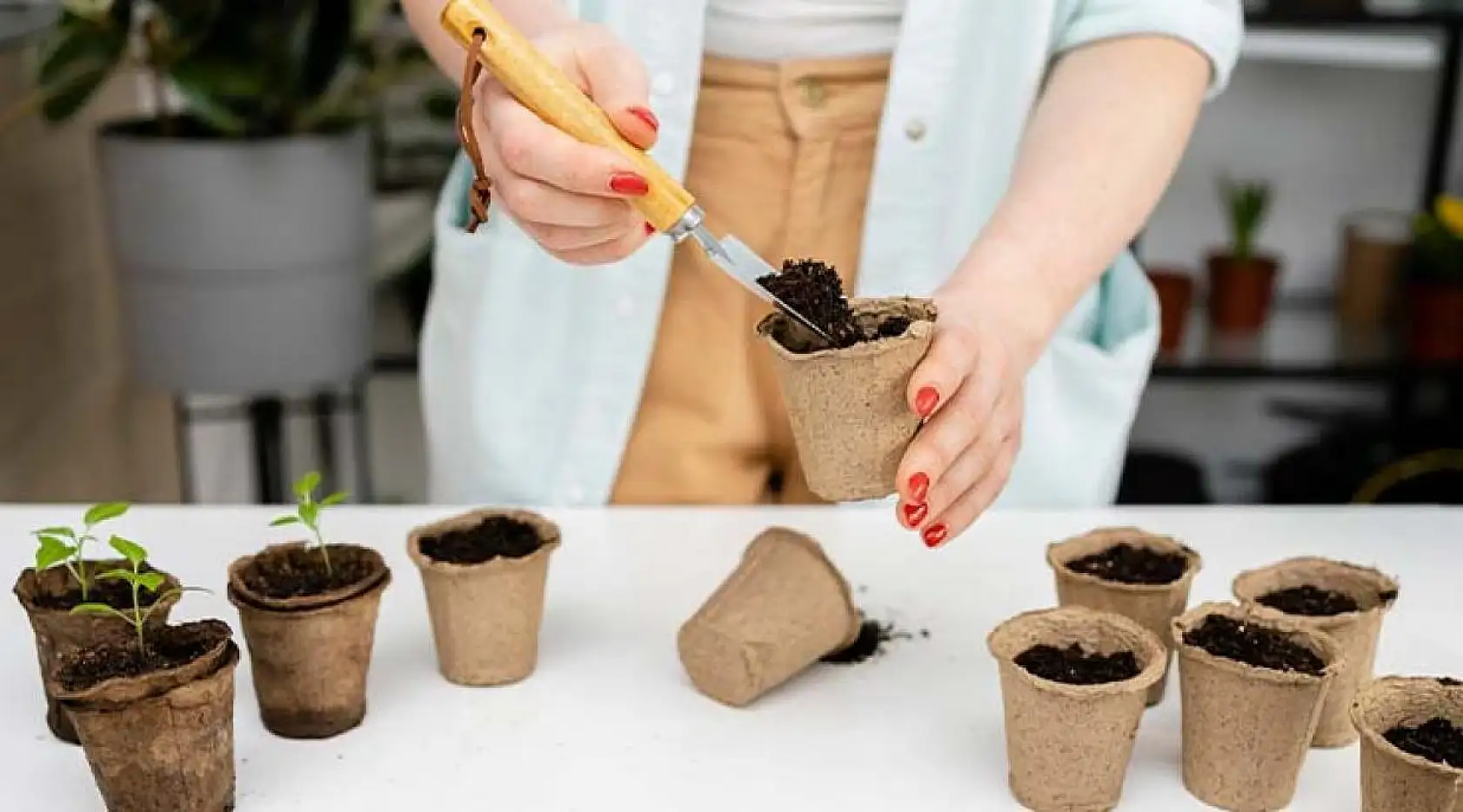 Evde Çiçek Yetiştirirken Nelere Dikkat Edilir? Bilmeniz Gereken Her Şey