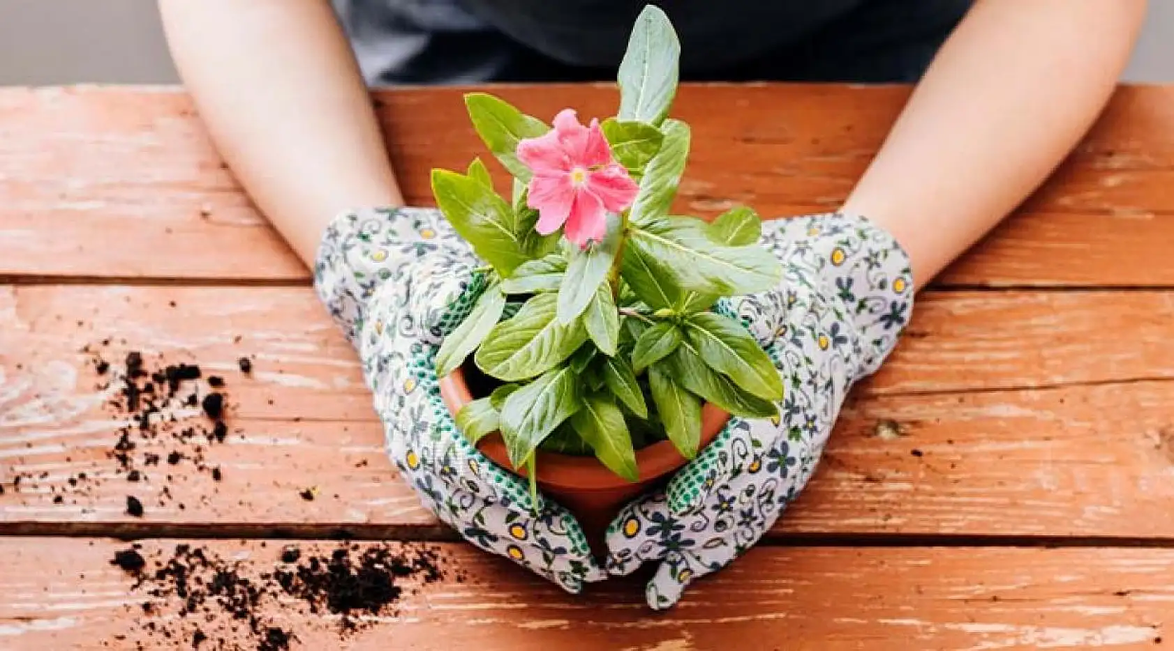 Evde Çiçek Yetiştirirken Nelere Dikkat Edilir? Bilmeniz Gereken Her Şey