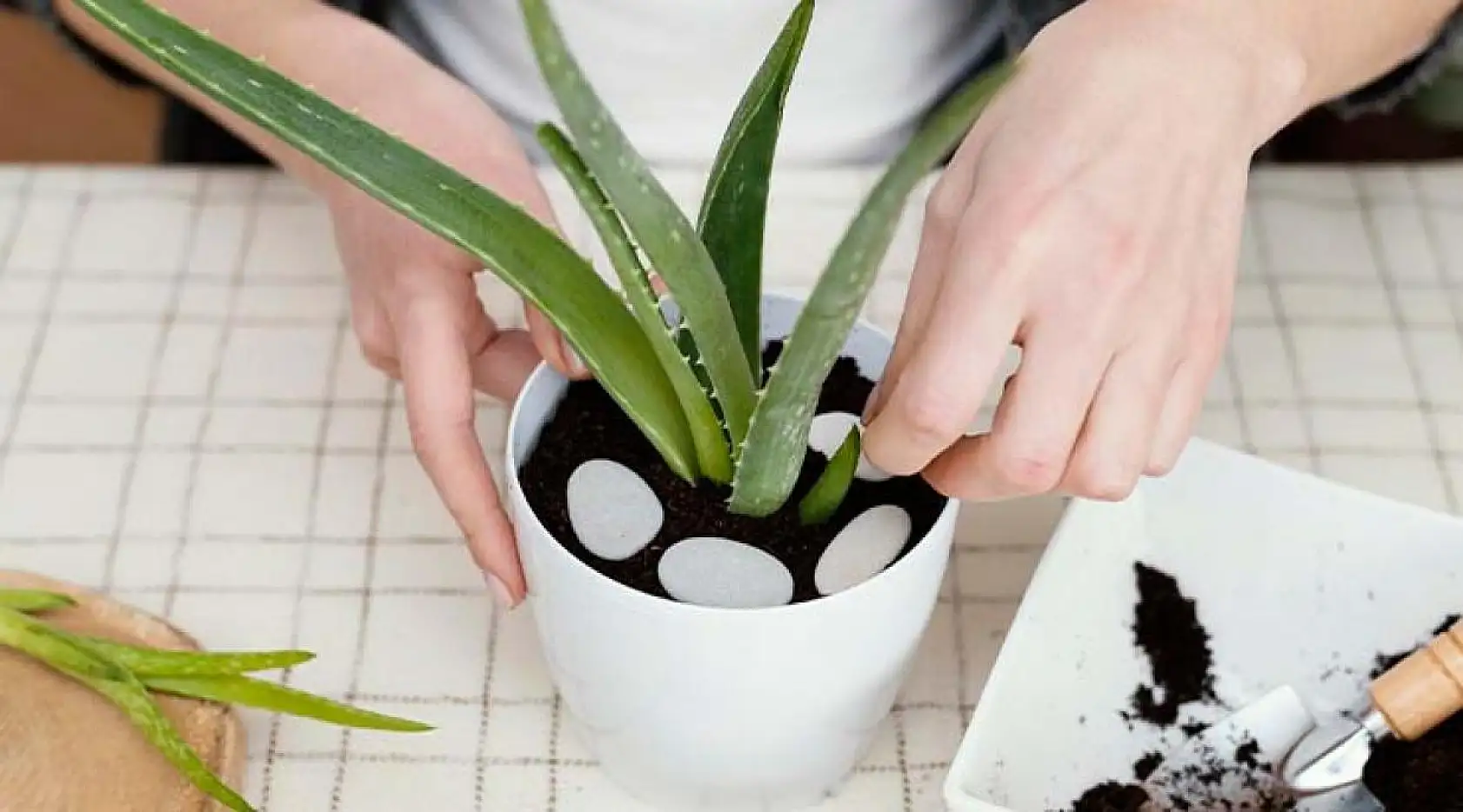 Evde Çiçek Yetiştirirken Nelere Dikkat Edilir? Bilmeniz Gereken Her Şey