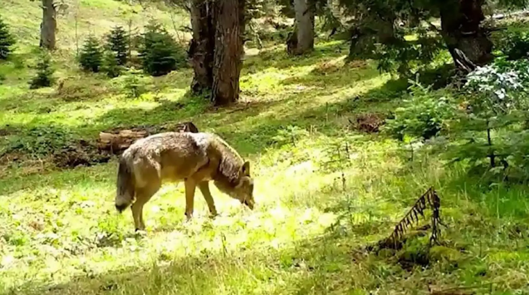 Fotokapan herkesi şaşırttı: Bozkurt karşınızda!