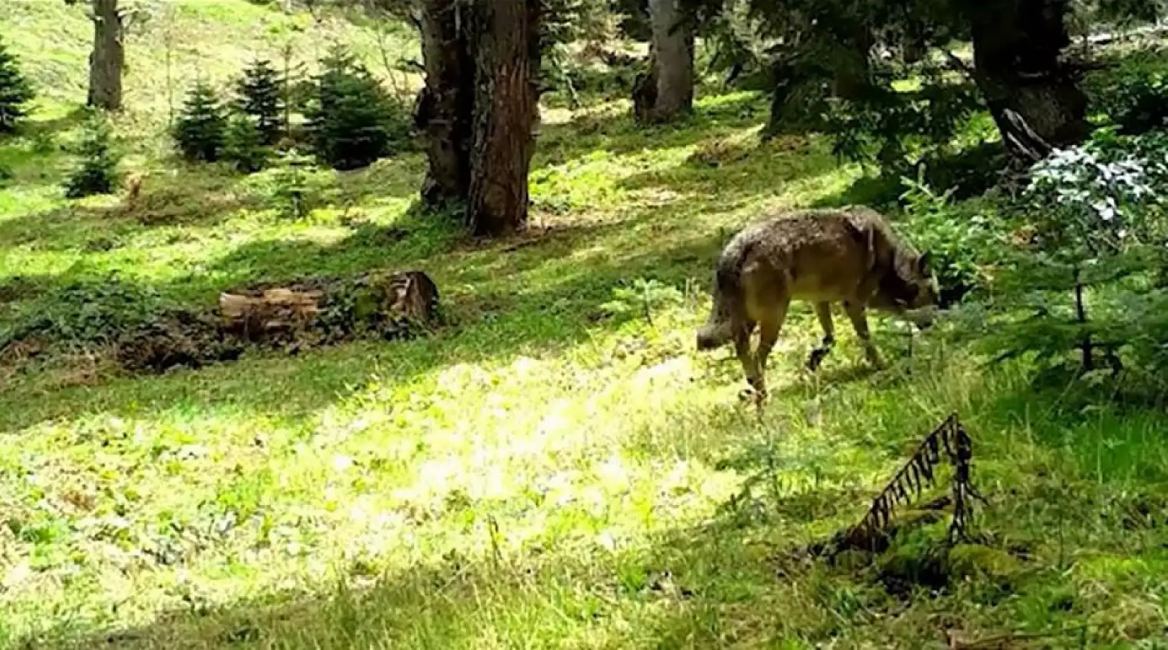 Fotokapan herkesi şaşırttı: Bozkurt karşınızda!