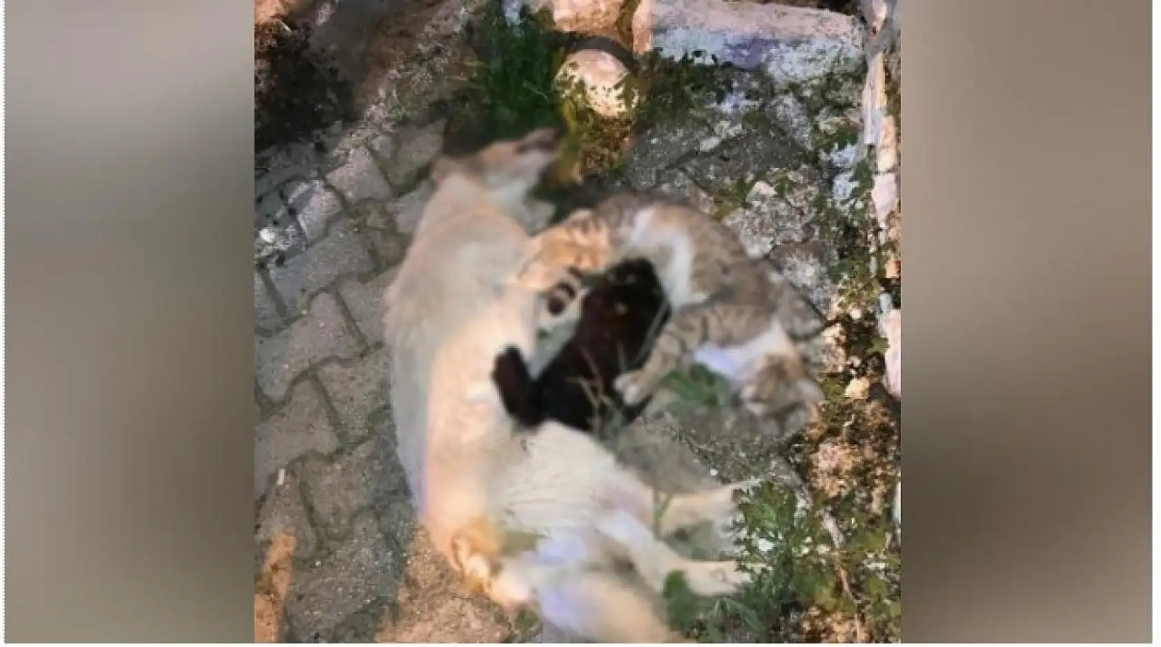 1 köpek ve 2 kedinin zehirlendiği iddiası