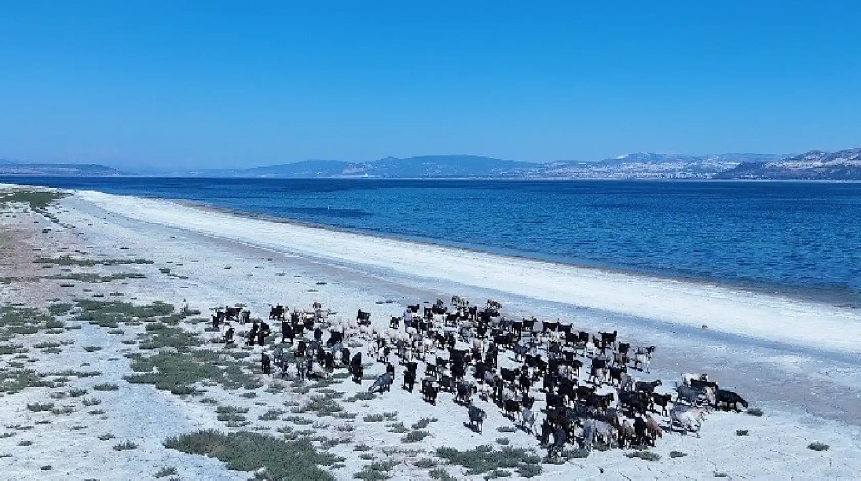 Burdur Gölü'nde balık tutmayı hayal ederken kuruyan gölde otlayan keçileri izliyor