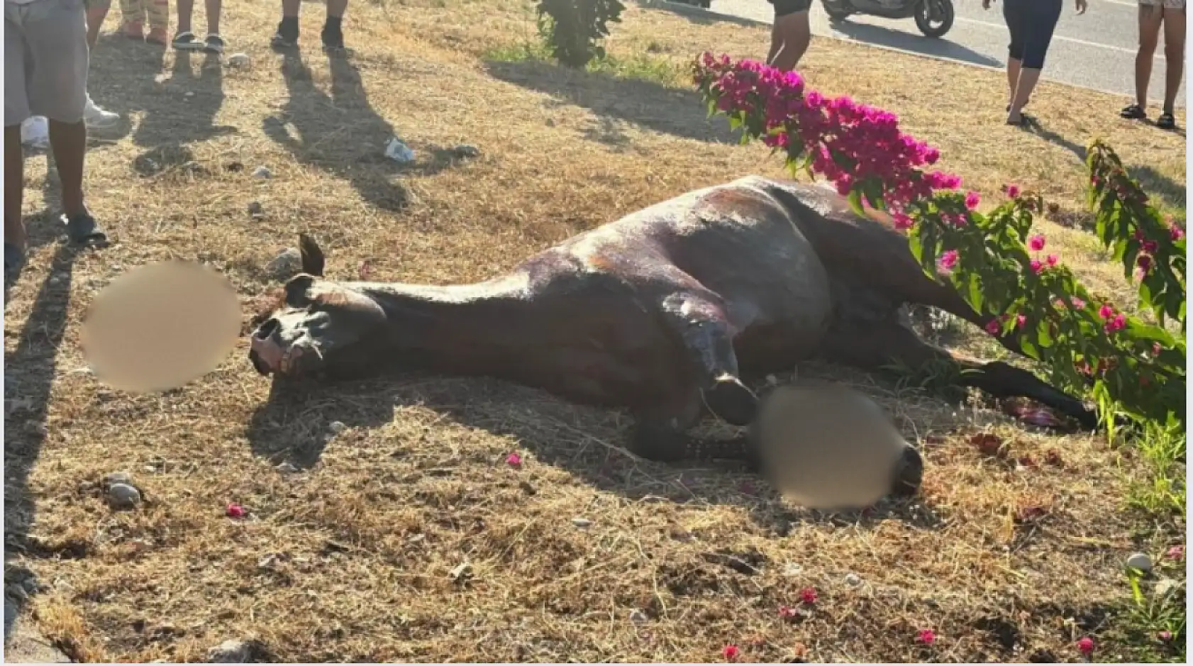 Başıboş gezen at kazaya neden oldu: 3 kişi yaralandı