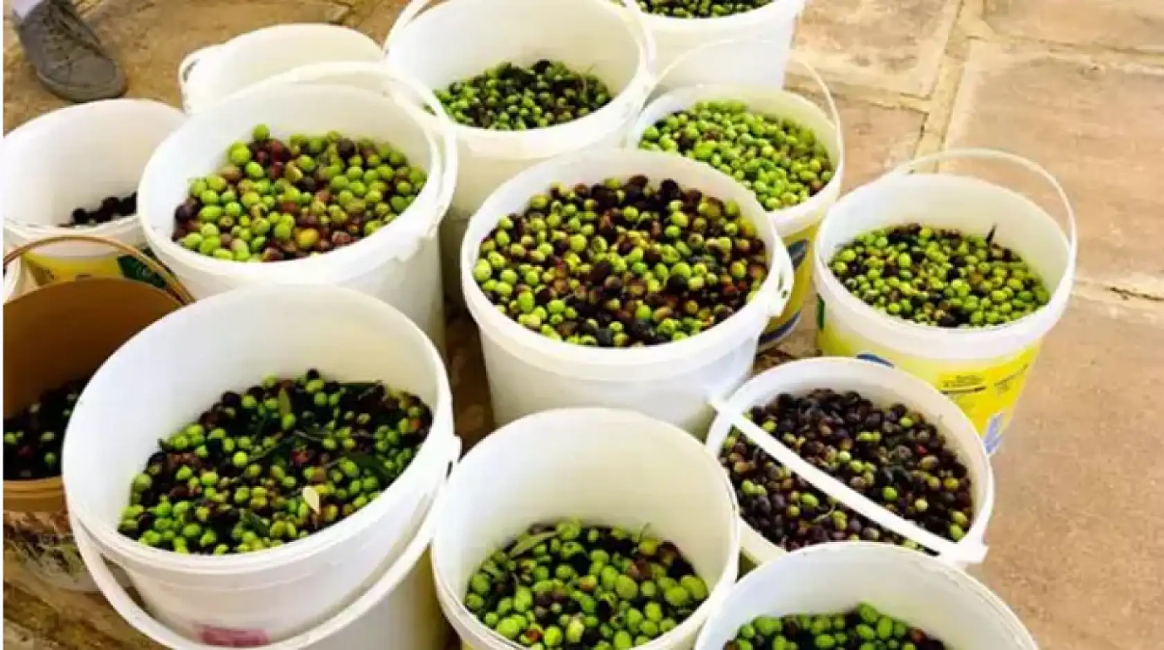 Hasat sonrası zeytin ağaçlarını budamayın gübre atmayın