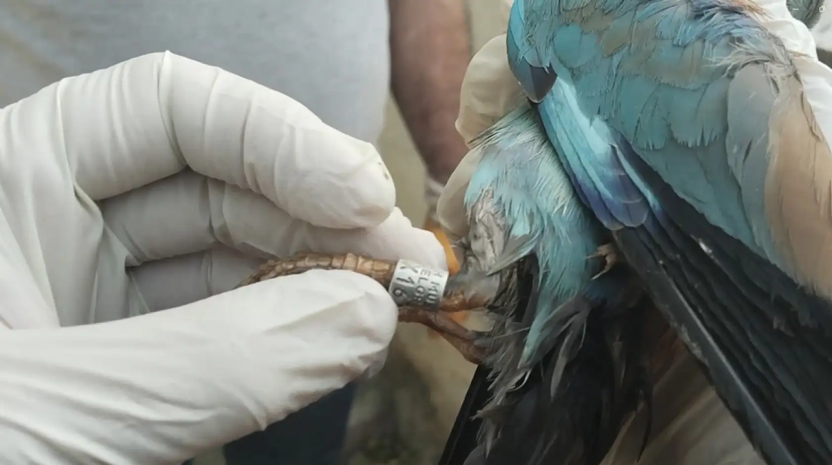 Nesli tükenmekte olan gökkuzgun Sırbistan'dan Denizli'ye uçtu