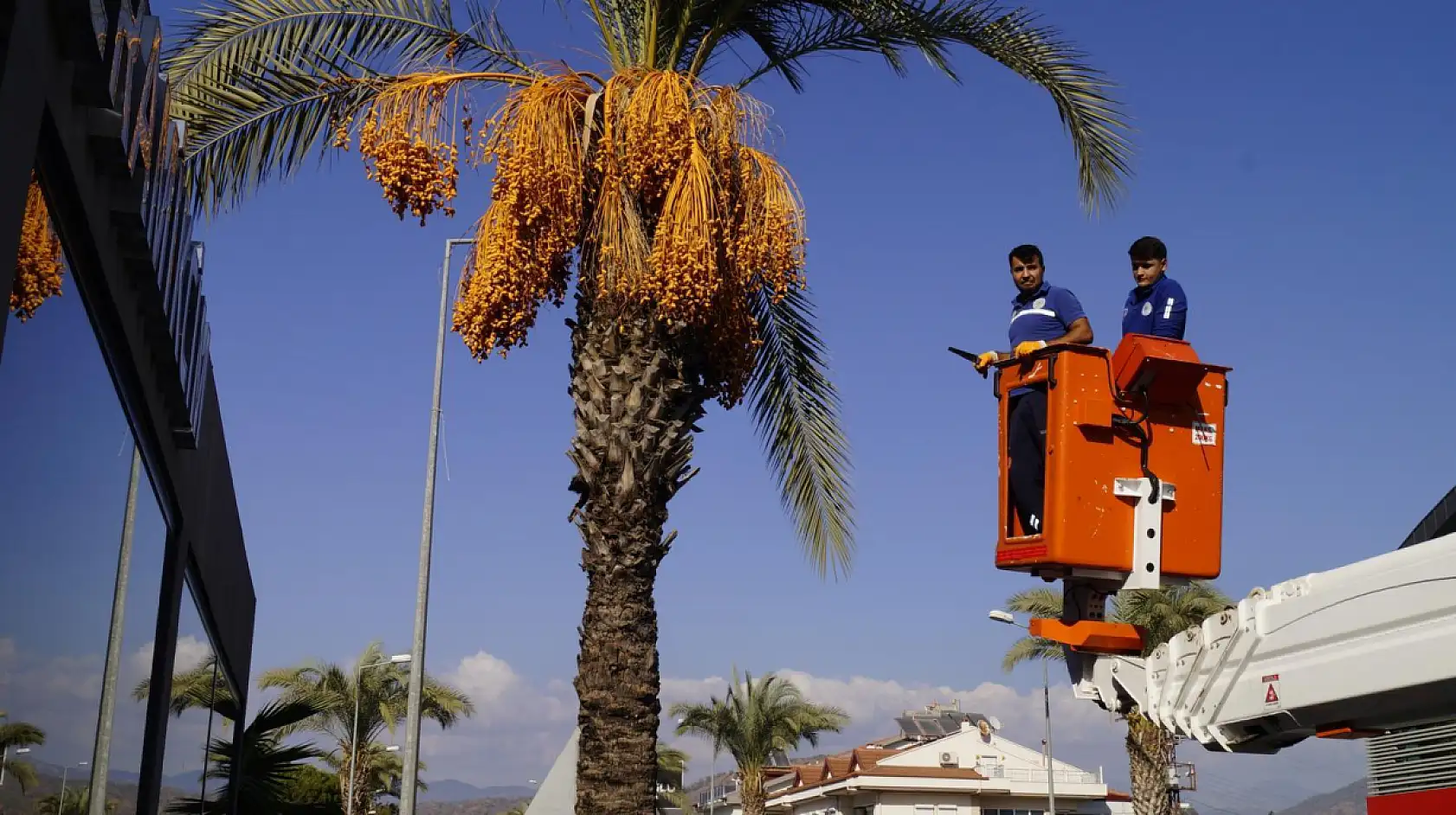 Fethiye'de hurma hasadı devam ediyor